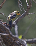 Western Tanager 2098